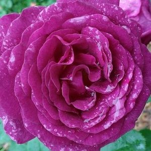 Meet your Posher, Laura selenke